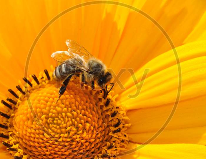 A Bee Is Collecting Honey From A Yellow Sunflower.