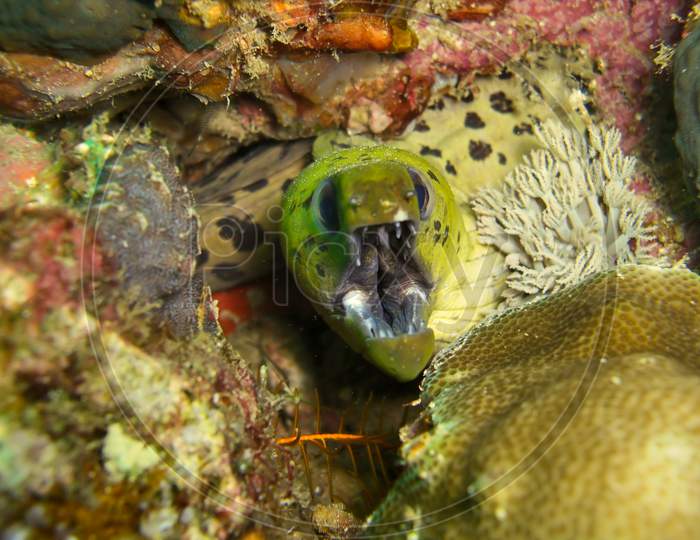 Fimbriated Moray Eel (Gymnothorax Fimbriatus) In The Filipino Sea December 30, 2011