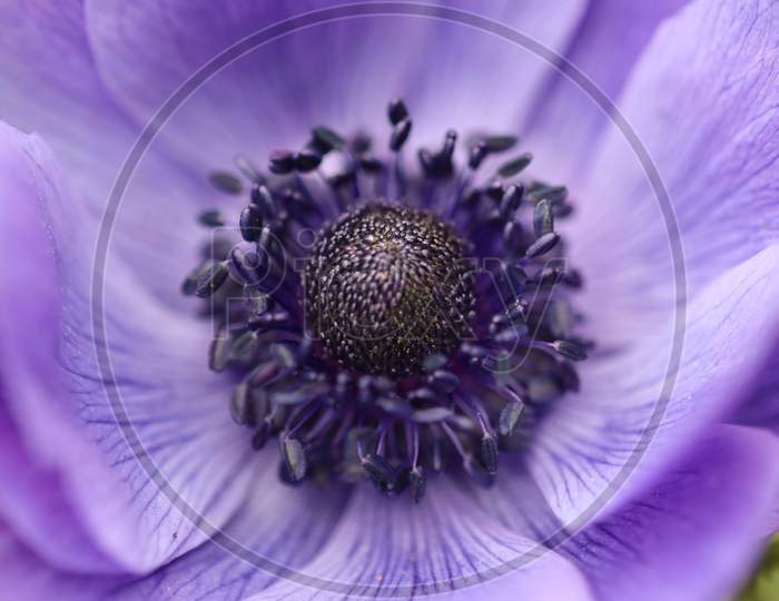 Portrait Of A Beautiful Purple Flower