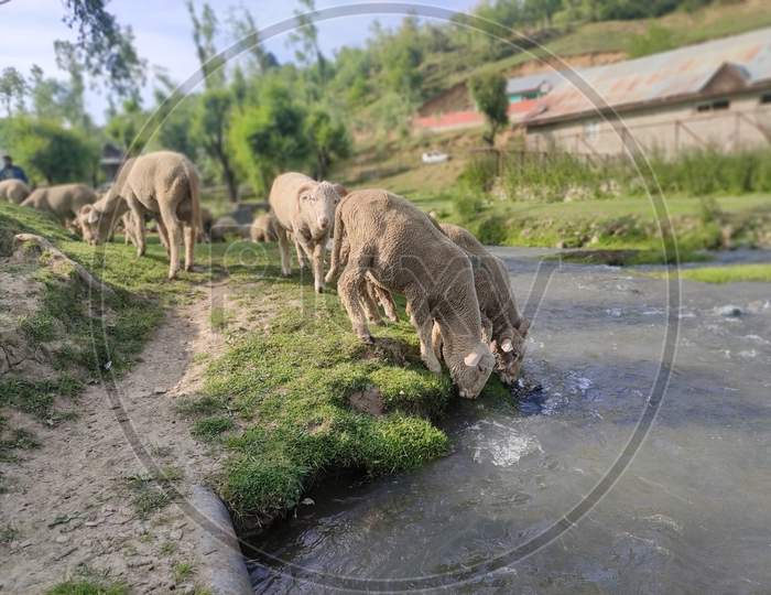 Sheep's of Kashmir