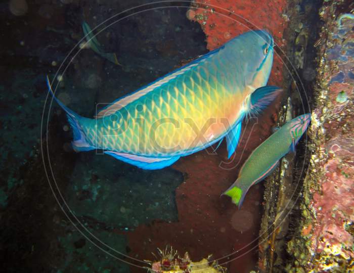 Unknown Fish In The Filipino Sea December 14, 2011