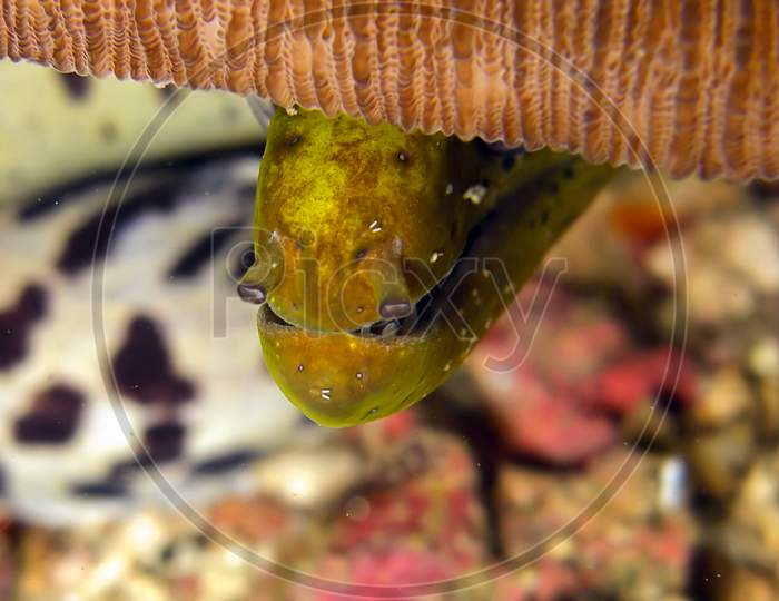 Fimbriated Moray Eel (Gymnothorax Fimbriatus) In The Filipino Sea December 22, 2010