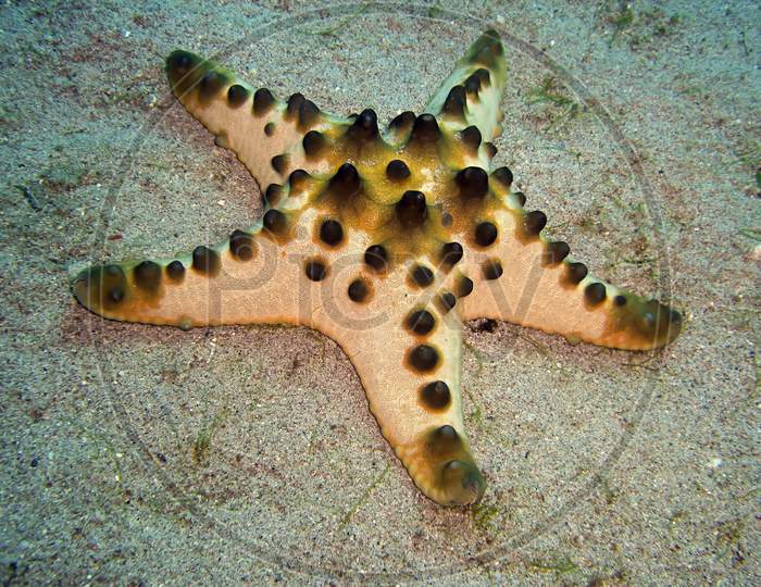 Honeycomb Seastar (Pentaceraster Alveolatus) In The Filipino Sea January 20, 2012