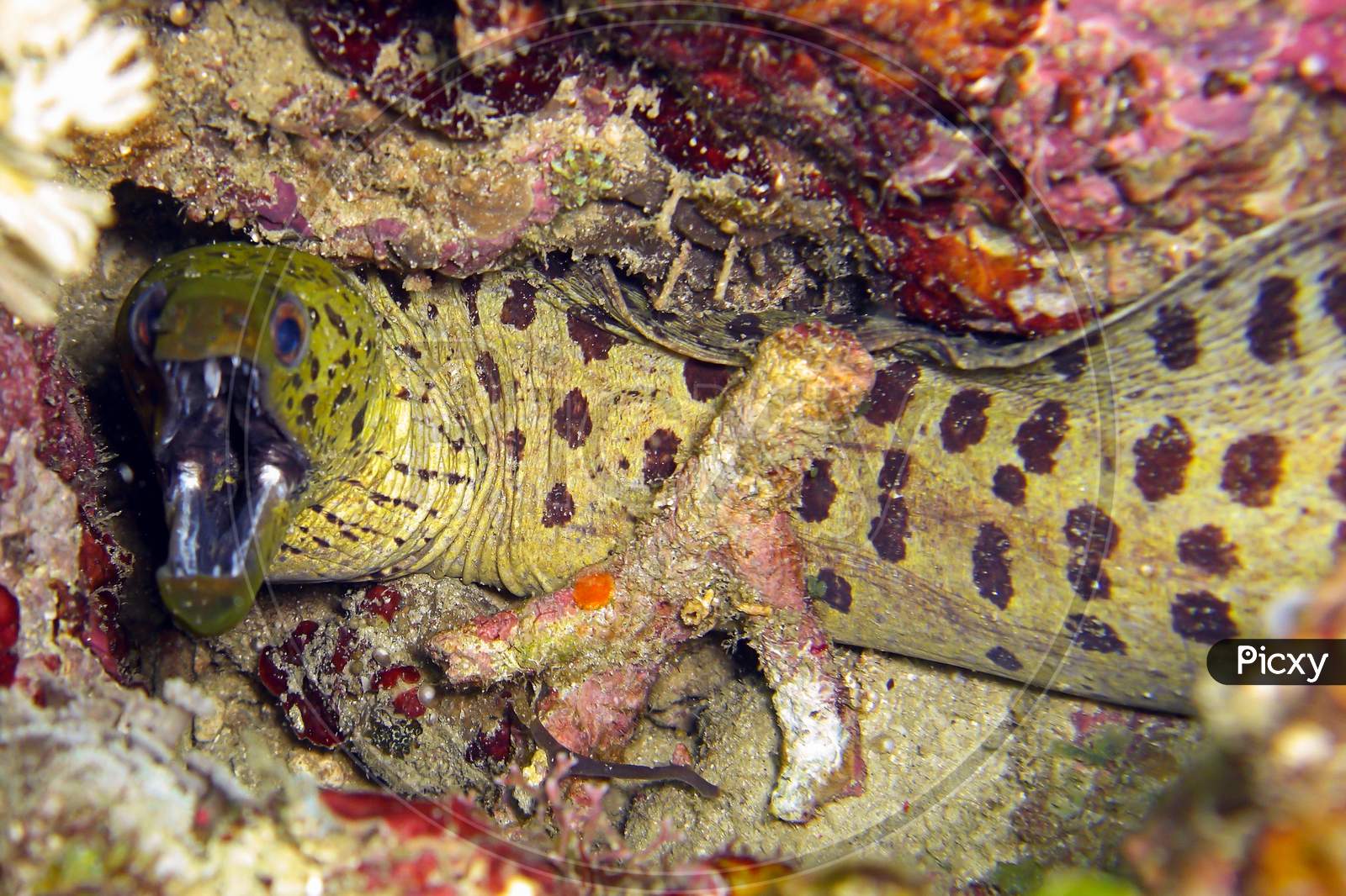 Fimbriated Moray Eel (Gymnothorax Fimbriatus) In The Filipino Sea 2.1.2012
