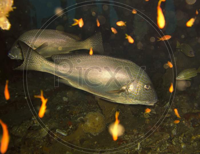 Unknown Fish In The Filipino Sea December 14, 2011