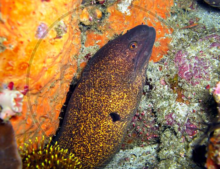 Yellow Edged Moray Eel (Gymnothorax Flavimarginatus) In The Filipino Sea November 29, 2010
