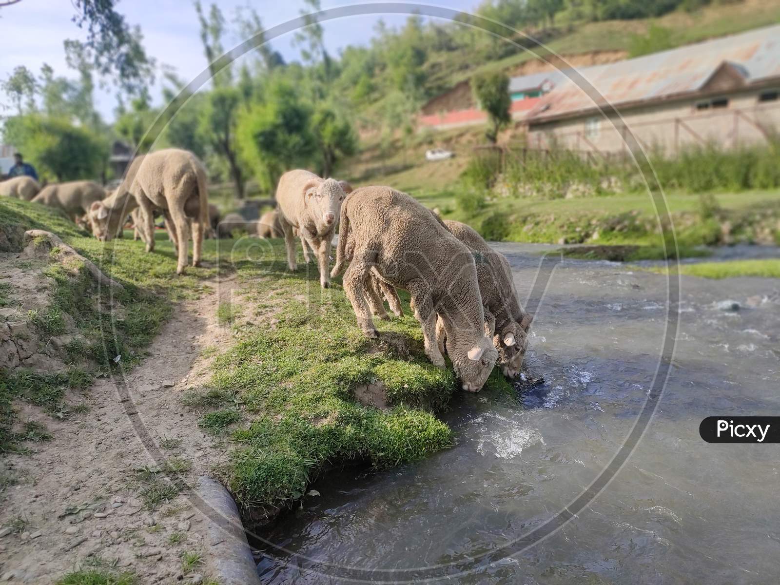 Sheep's of Kashmir