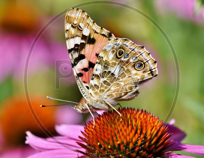 There Is A Beautiful Colorful Butterfly Sitting On The Flower.
