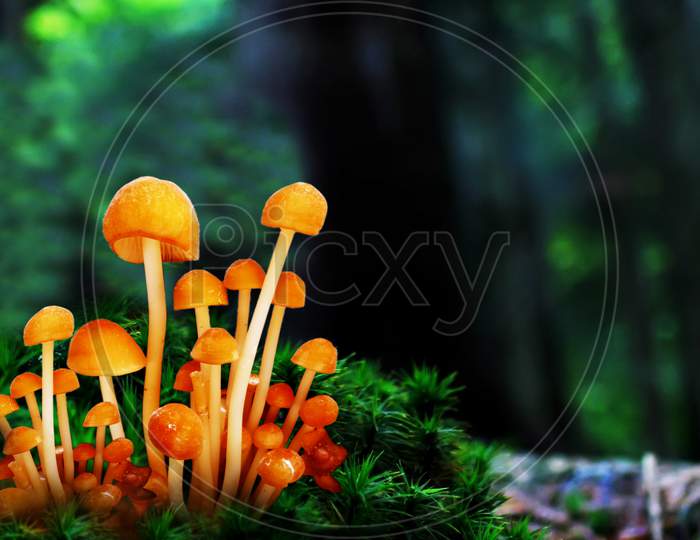 Mushrooms In A Wondering Forest Composite