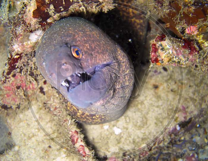 Yellow Edged Moray Eel (Gymnothorax Flavimarginatus) In The Filipino Sea November 3, 2010