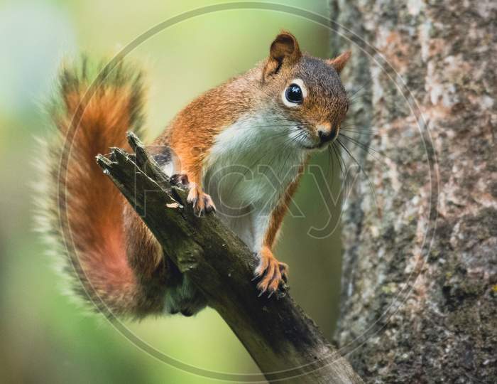 The Brown Squirrel Is Perched On A Tree Branch