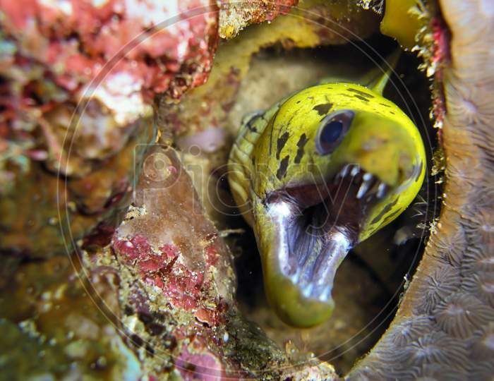 Fimbriated Moray Eel (Gymnothorax Fimbriatus) In The Filipino Sea December 31, 2010