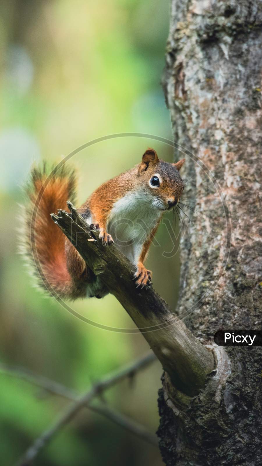 The Brown Squirrel Is Perched On A Tree Branch