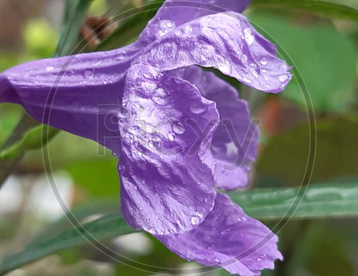 Flower with rain drop
