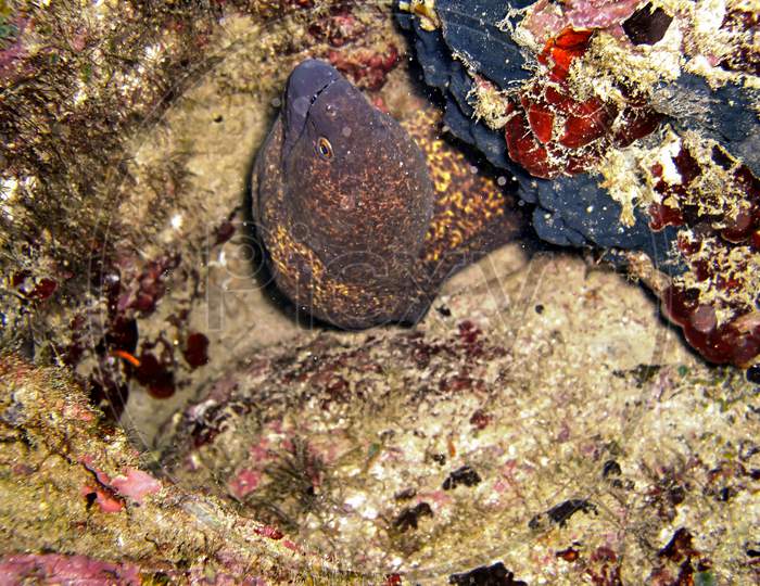 Yellow Edged Moray Eel (Gymnothorax Flavimarginatus) In The Filipino Sea November 1, 2010