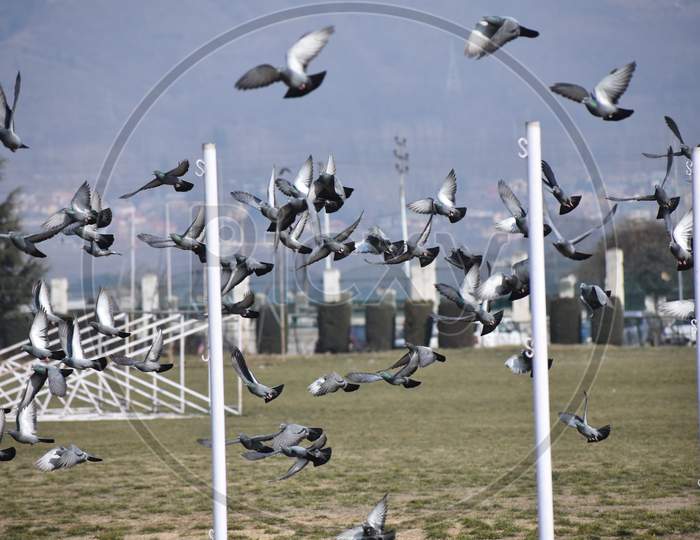 Pigeons flying at Hazratbal shine in Srinagar