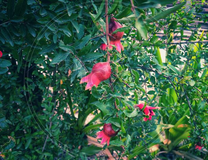 Pomegranate Fruit Tree