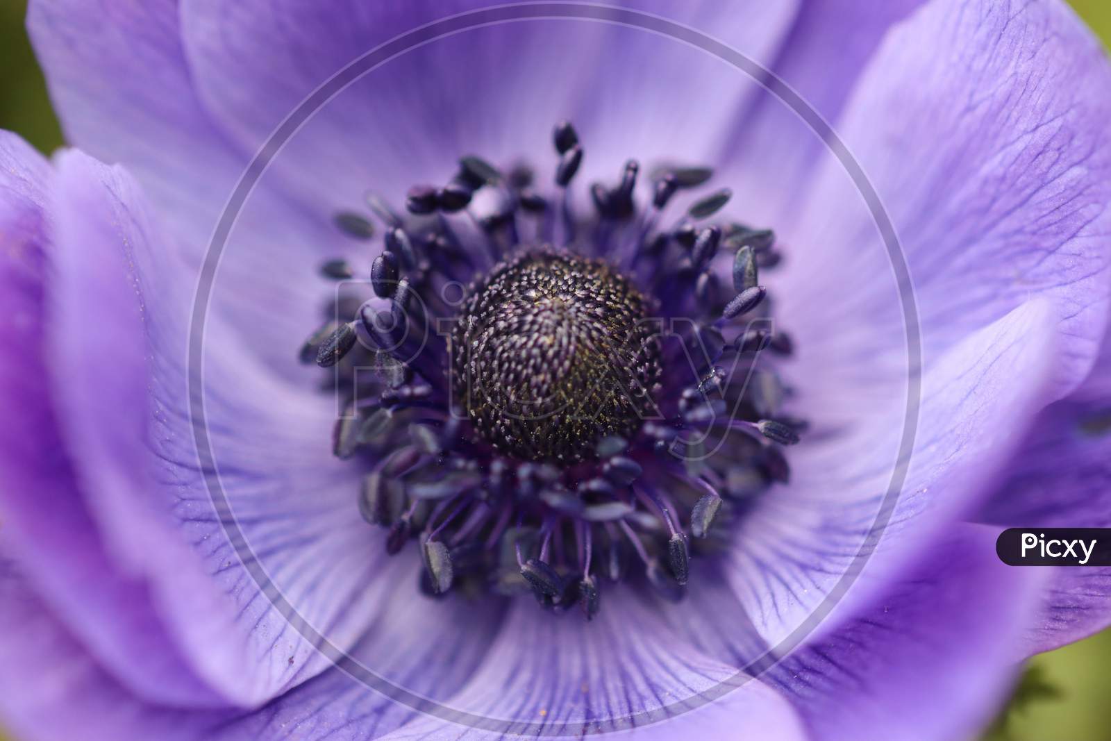 Portrait Of A Beautiful Purple Flower