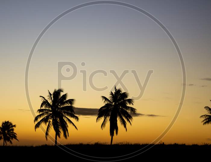 Palm Trees Silhouette During Sunset. Concept Of Free Time On Vacation.