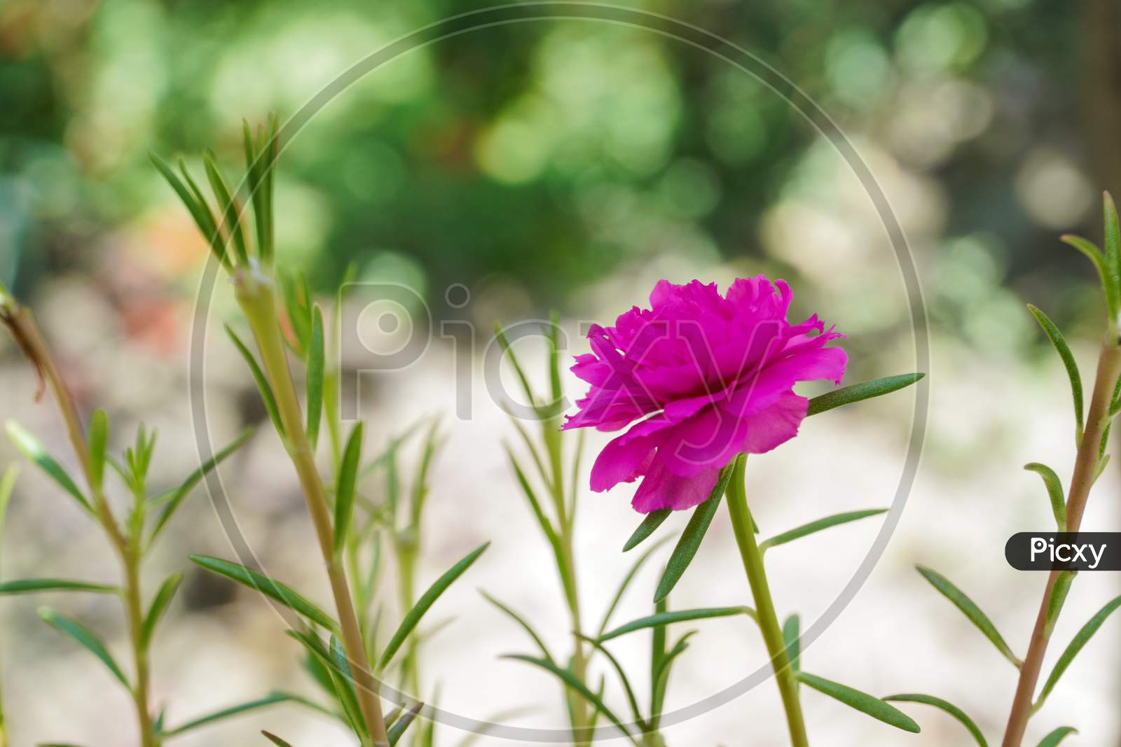 A pink color frees flower in the park