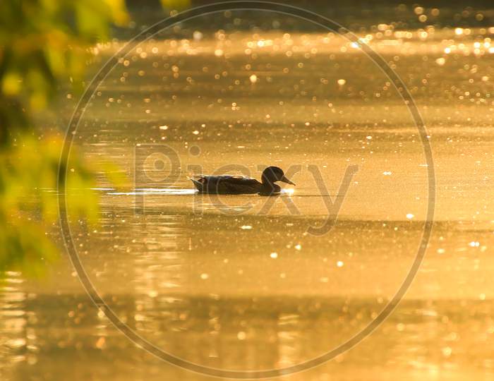The Wild Goose Float In The Evening Lake While The Golden Light Reflected In The Beautiful Water Surface.