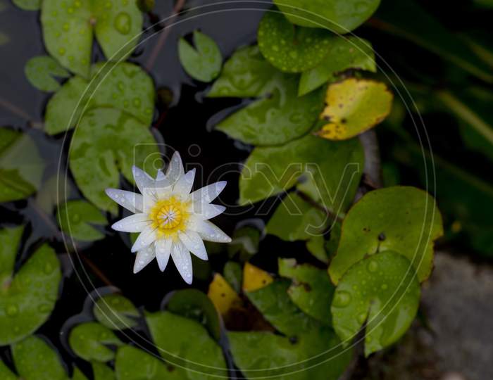 Top View Of White Lotus Bloom In A Pond