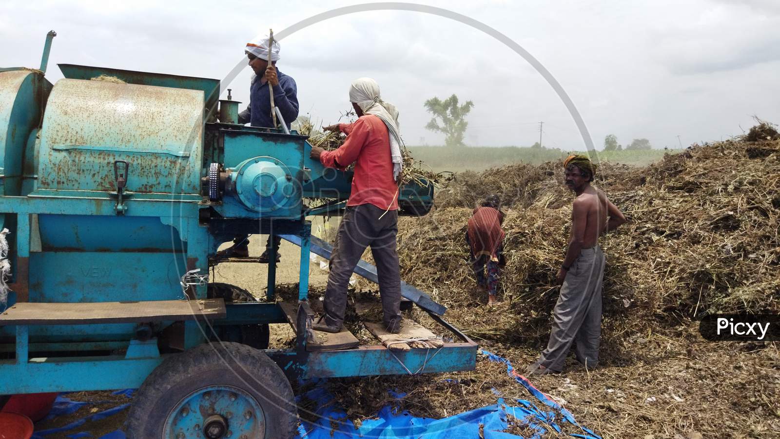 Indian farmers separating husk and moong grains using a thresher machine