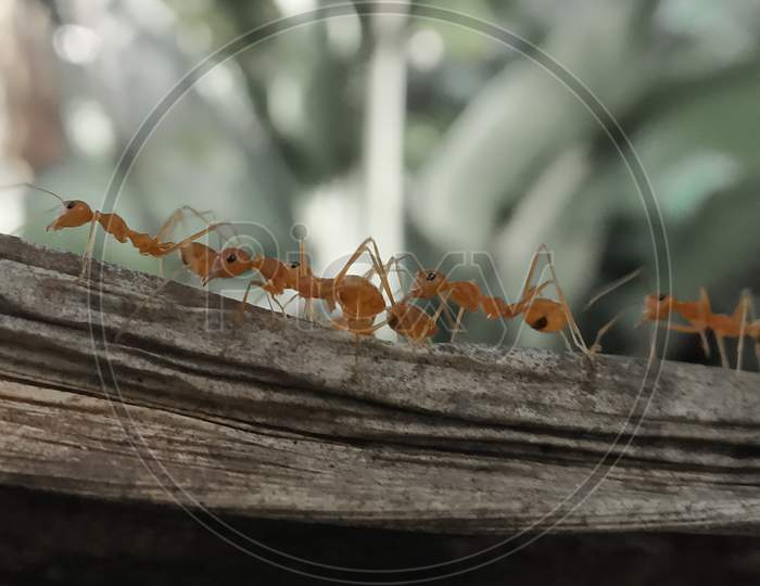 Ants going in line