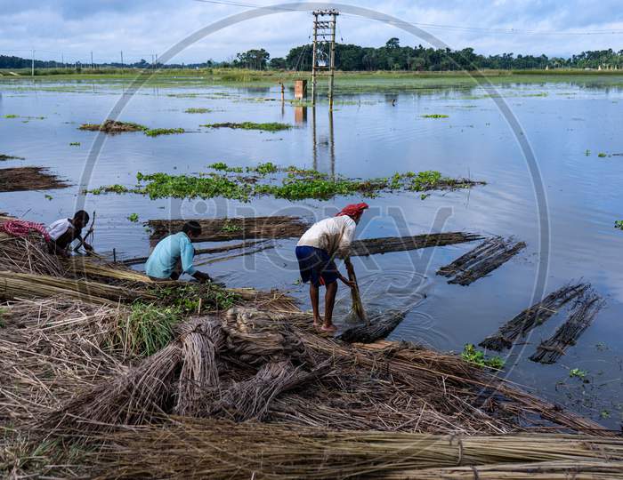 Image of Jute fiber is being shed on the banks of the river in the