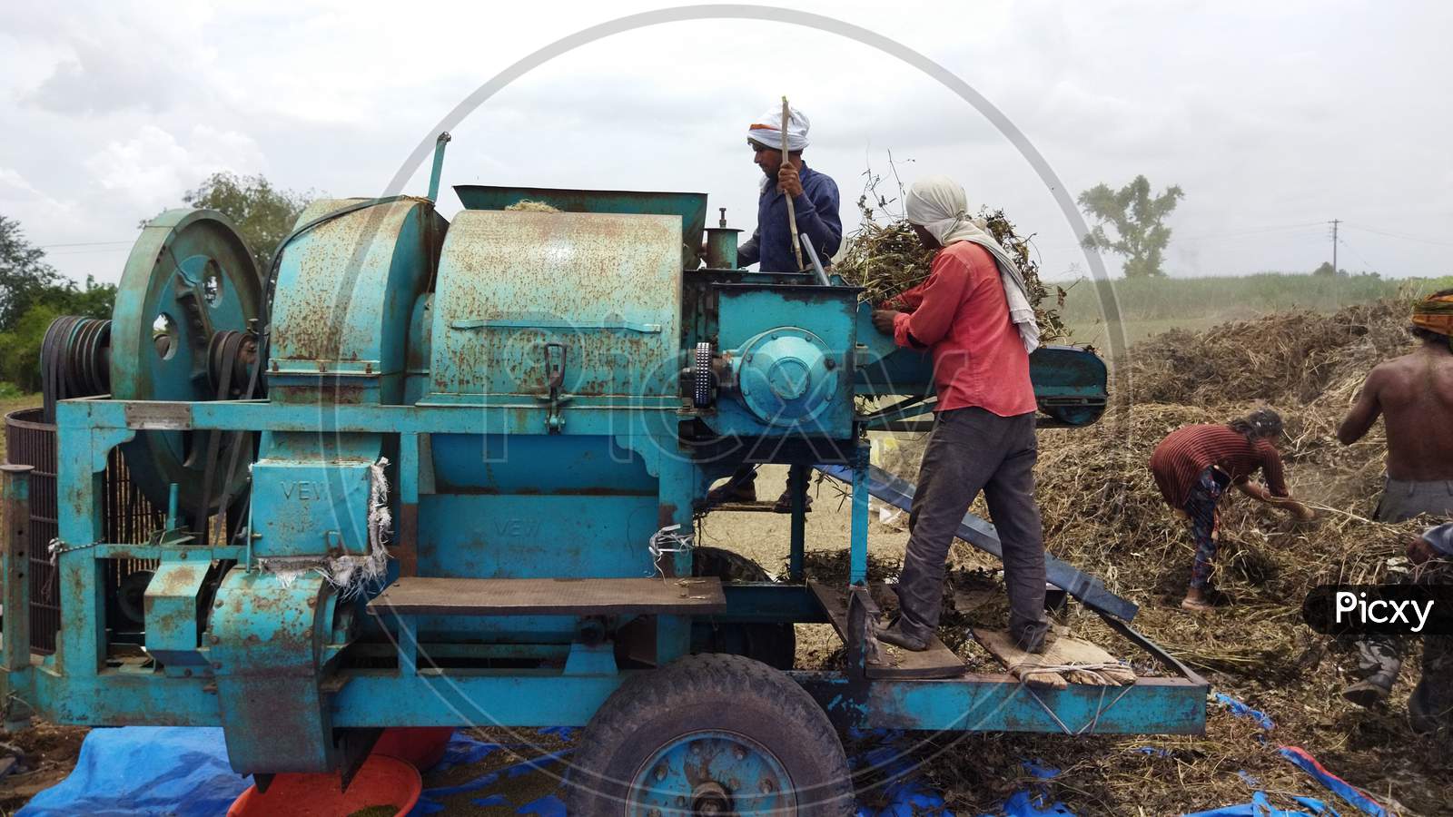 Workers separating moong grains by thresher machine. Pile of moong, workers and thresher machine in the picture