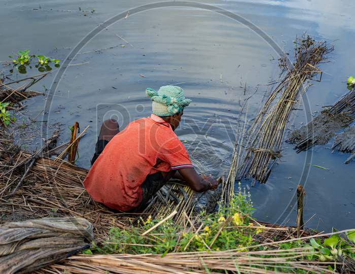 Image of Jute fiber is being shed on the banks of the river in the