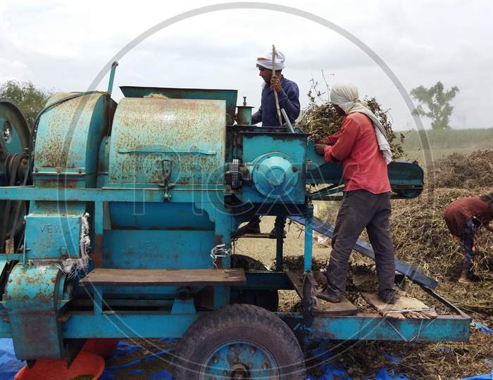 Workers separating moong grains by thresher machine. Pile of moong, workers and thresher machine in the picture