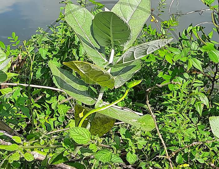 Beautiful Indian Green Vine Snake Near The Water Canal Or Channel In The Village