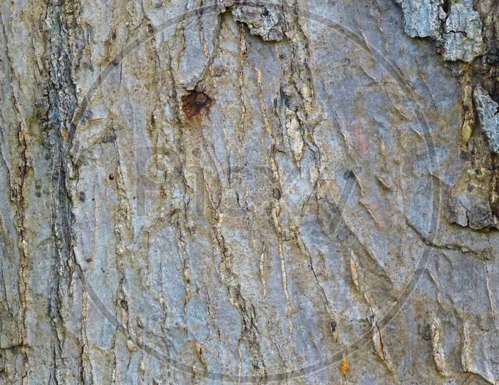 A seamless texture of tree bark