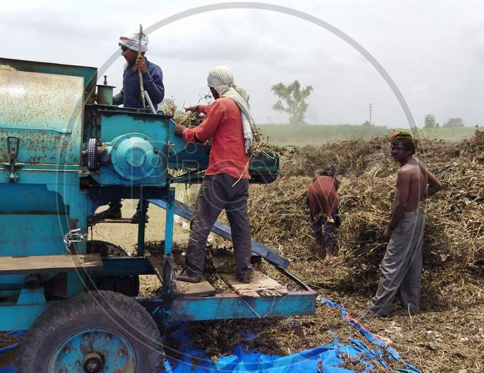 Indian farmers separating husk and moong grains using a thresher machine