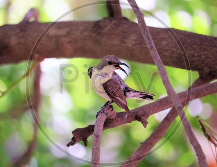 beautiful sunbird
