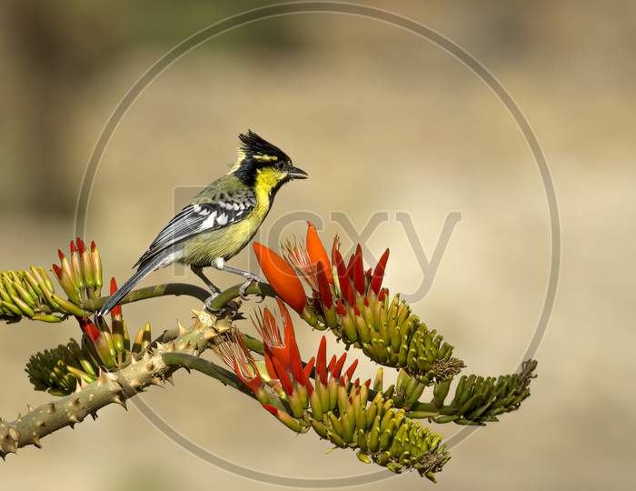 Indian yellow tit perched on an Indian coral tree
