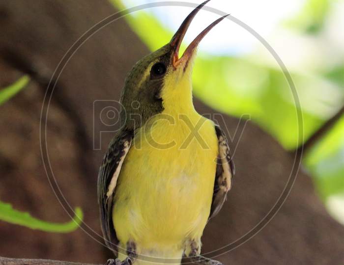 beautiful sunbird