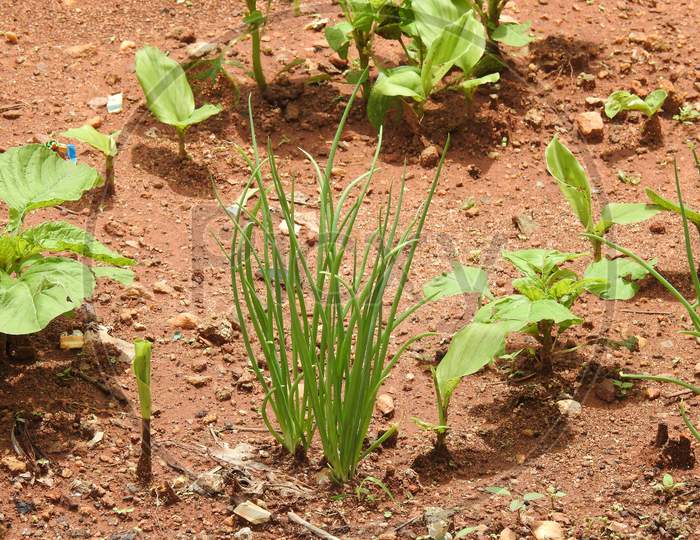 Beautiful Young Sprouts Of Onion Growing In The Open Ground. Green Onion Cultivation.