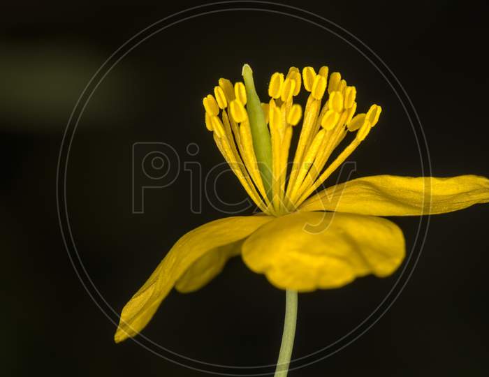Portrait Of Yellow Flowers In Black Background