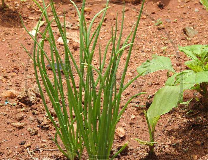 Beautiful Young Sprouts Of Onion Growing In The Open Ground. Green Onion Cultivation.