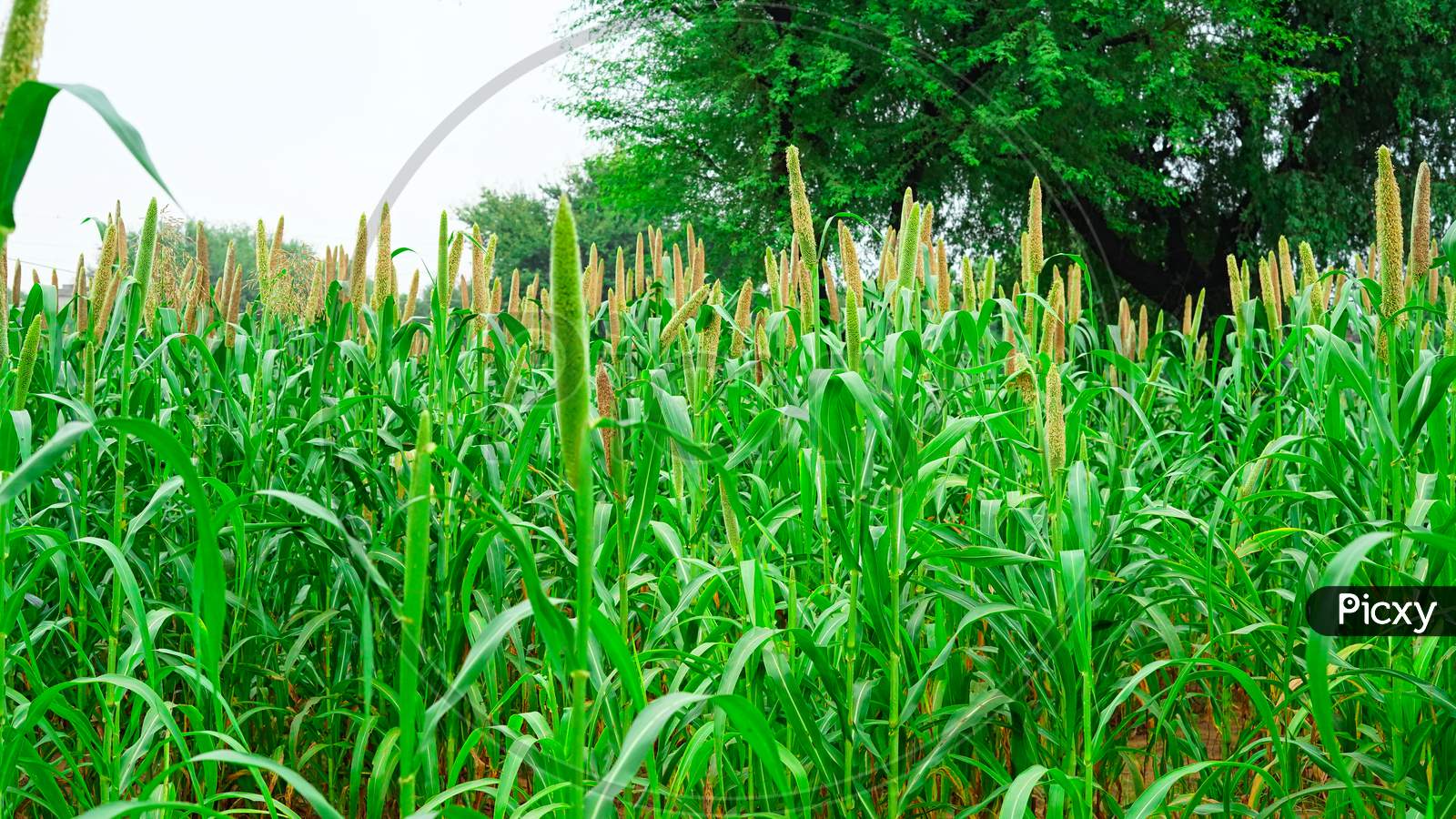 Image of Pennisetum Glaucum Or Millet Field. Beautiful Green Millet Bud. Growing Bajra Plant