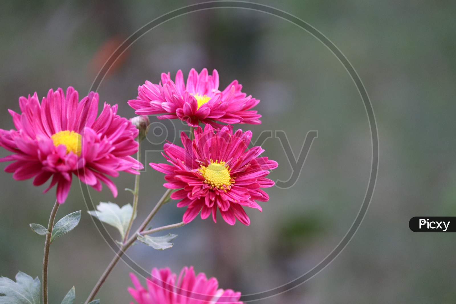 Close Up View Of Pink Dahila  Flower  Blur Background