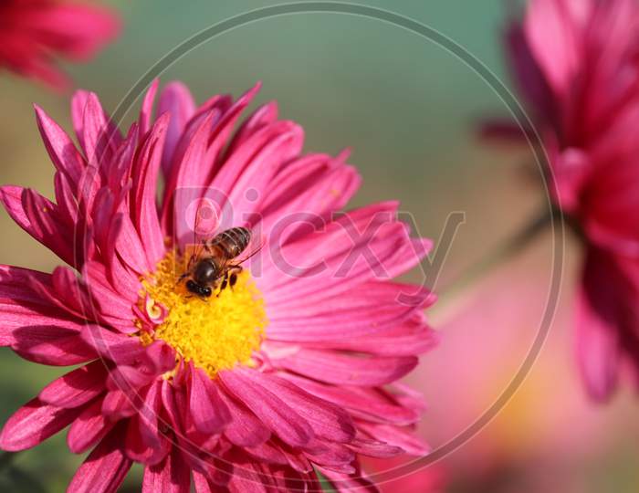 Shiny And Pink Aster Flower (Callistephus Chinensis) In The Garden With Blurred Background Of Green Leaves Honey Bees Eating Flower