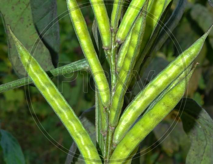 The guar or Lond bean, with the botanical name Cyamopsis tetragonoloba