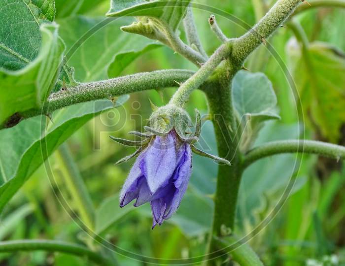 Close up Thai Eggplant with flower on green leaf and tree.