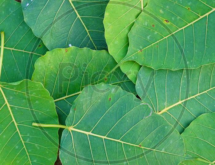 Sacred fig leaves texture background