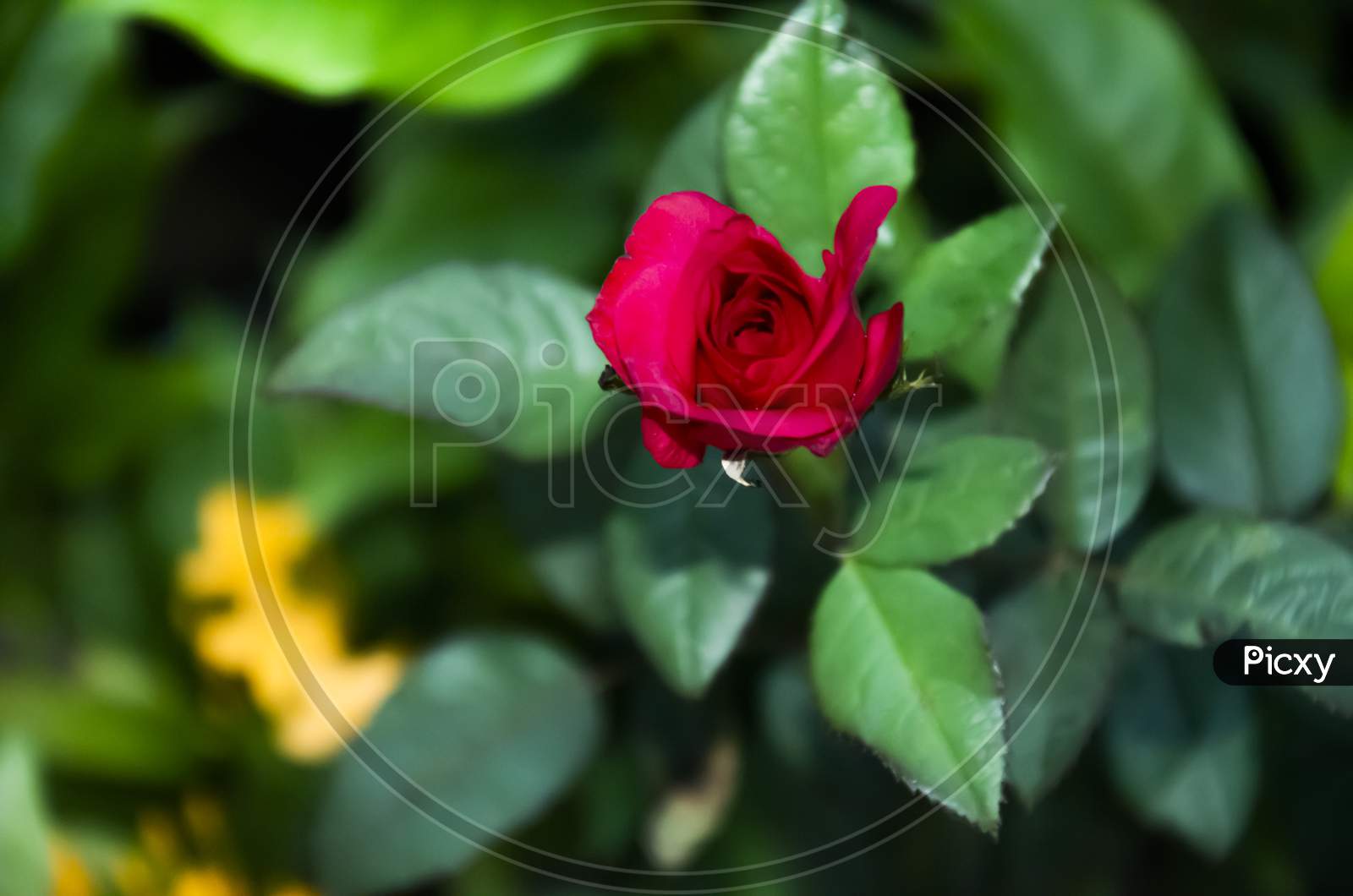 image-of-selective-focus-on-red-rose-with-green-leaves-with-green-blur