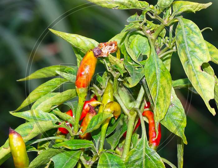 chili disease viral diseases and biological pests and physiological disorders.