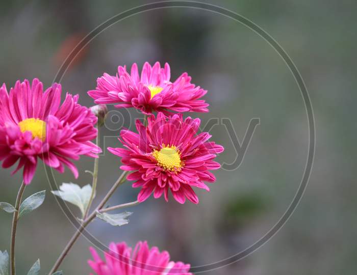 Close Up View Of Pink Dahila  Flower  Blur Background